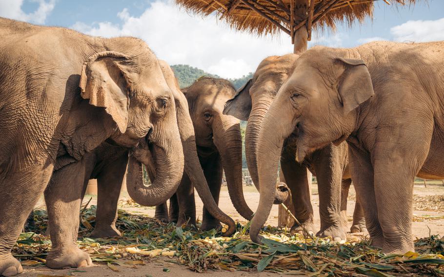 Elephants at ENP.